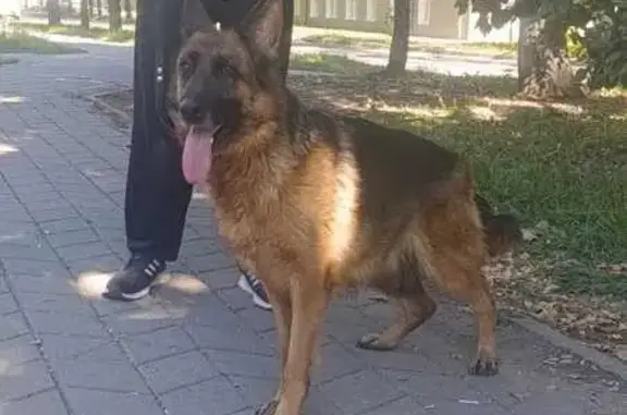 Найдена собака, ул. Менделеева 17, Белгород