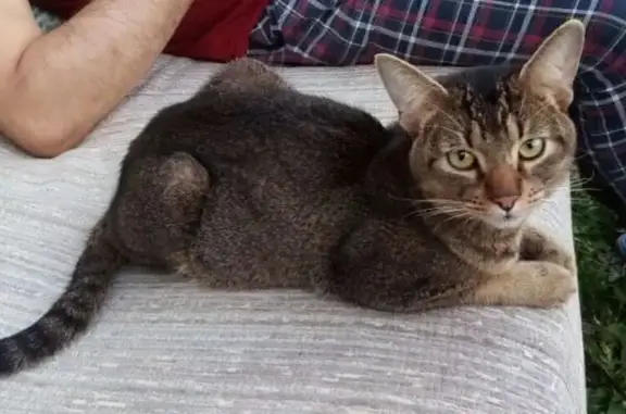 Пропала кошка, ул. Крупской, 4, Старый Оскол