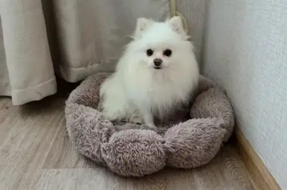 Найдена собака, Челябинск, Ключевая 7