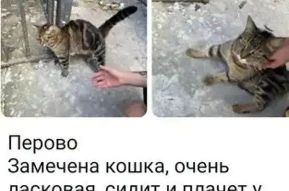 Кошка найдена на Зелёном проспекте, Москва