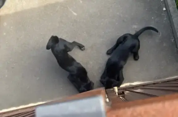 Найдена собака, Московская область, фото: Щенки найдены, Таганьково, Одинцовский р-н