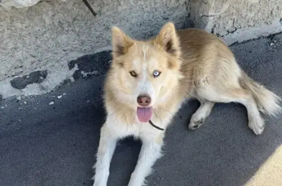 Найдена собака, Саратов, фото: Собака найдена: 7-й Динамовский пр., 26/40