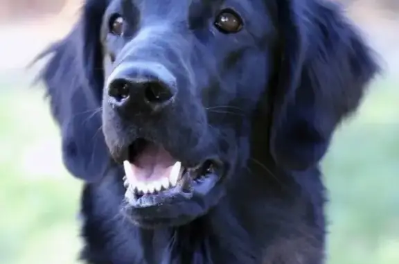 Найдена собака, Тверская область, фото: Найдена собака, Тверь, Рождествено