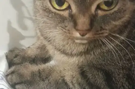 Кошки потеряшки, Томск, фото: Потеряшка кошка, ул. Ивана Черных, 111, Томск