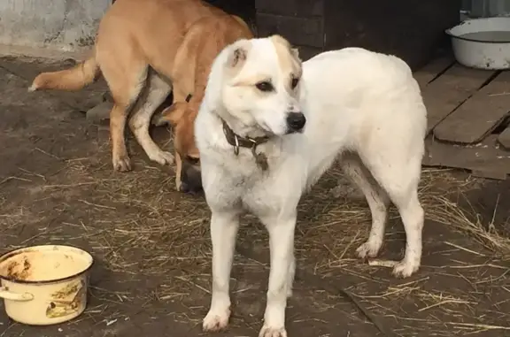 Пропала собака, ул. Коперника, 33Б