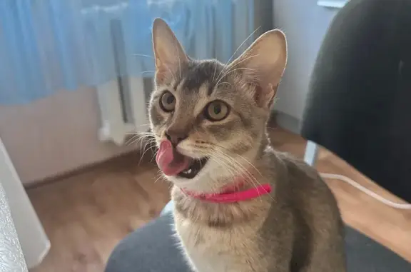 Пропала кошка, Гоголя 118, Мостовской