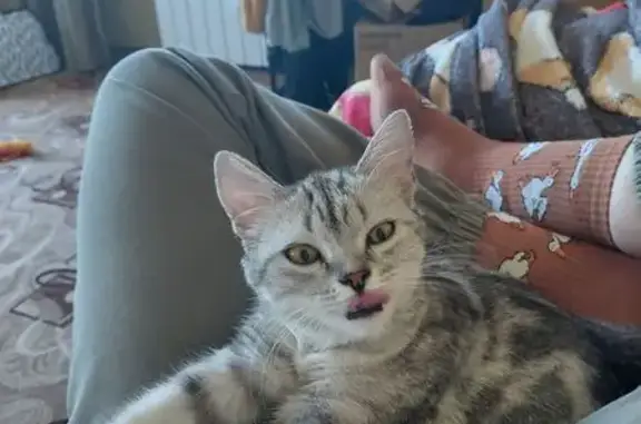 Кошки потеряшки, , фото: Потеряшка кошка, Гидротехническая 33