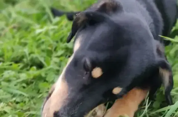 Найдена собака, Ленинградская область, фото: Собака найдена в Иссадском поселении