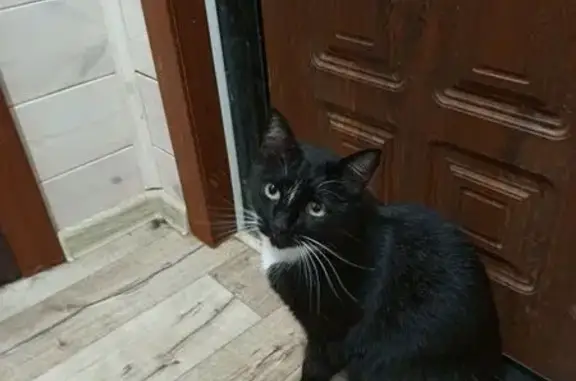 Кошки потеряшки, Коломна, фото: Потеряшка кошка, ул. Гагарина, 26, Коломна