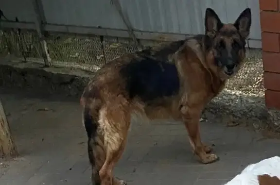 Пропала собака, ул. Юности, 5, Краснодар