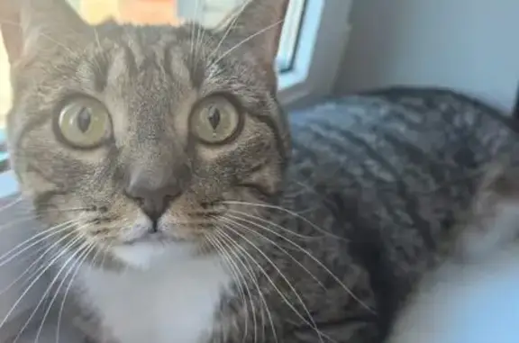 Найдена кошка, Санкт-Петербург, фото: Кошка найдена: Богатырский пр. 51 к2, СПб