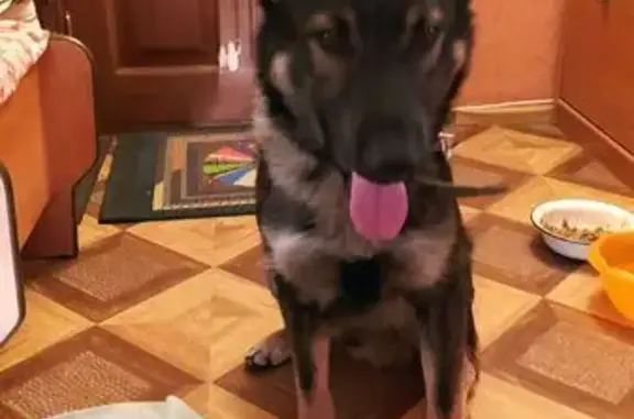 Найдена собака, Магнитогорск, фото: Найдена собака, ул. Калинина, 33, Магнитогорск