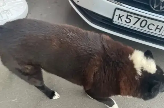 Найдена собака, Санкт-Петербург, фото: Найдена собака, СПб, Кантемировская 37