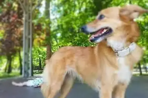 Пропала рыжая собака, Крым, 35К-005