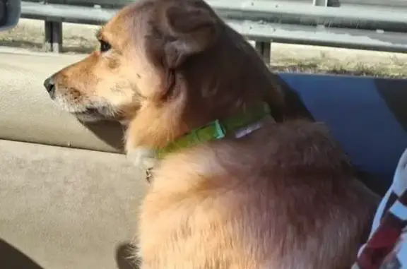 Пропала собака Буся, Керчь, А-290