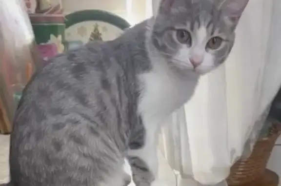 Кошки потеряшки, Златоуст, фото: Потеряшка кошка, Радищева 5, Златоуст