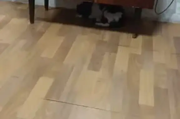 Пропала кошка, Степная 99, Новосибирск