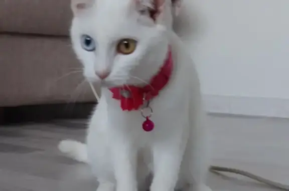 Пропала белая кошка, Дачное шоссе