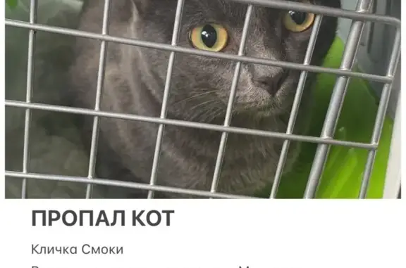 Кошки потеряшки, Казань, фото: Потеряшка кошка, ул. Халезова, 14, Казань