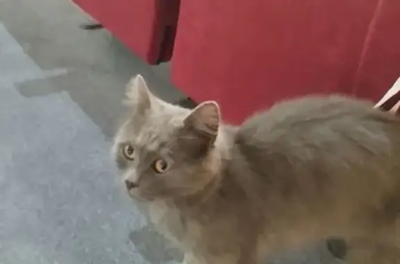 Найдена кошка, Оренбург, фото: Кошка найдена: Карагандинская 37А, Ор.