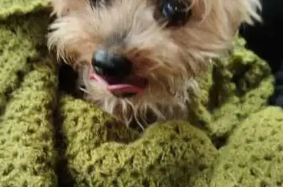 Йорк найден: Всеволожск, Ленобласть