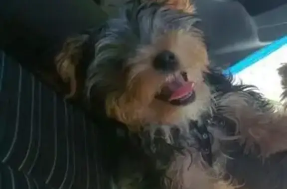 Собаки потеряшки, Томск, фото: Потеряшка собака, ул. Войкова 61, Томск