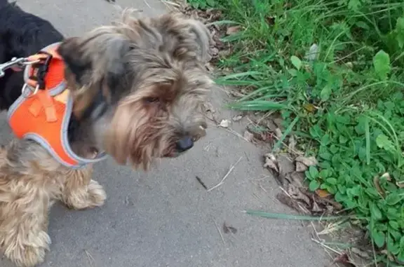 Собаки потеряшки, , фото: Потеряшка собака, Карабановский тупик 21