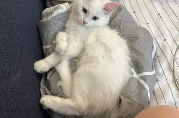 Пропала кошка, ул. Седова, 10 к2, Москва