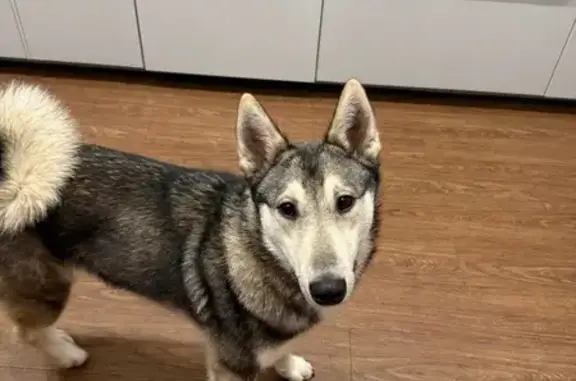 Пропала лайка, Форносово, Ленобласть