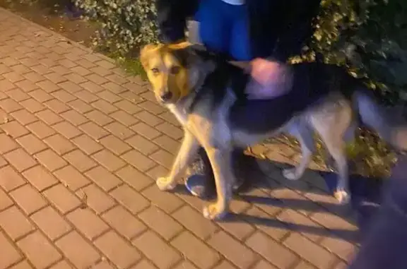 Найдена собака, Калининград, обл.