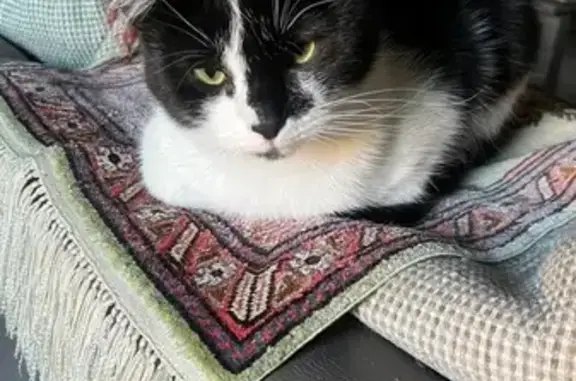 Кошки потеряшки, Пушкино, фото: Потеряшка кошка, Пушкино, Строительная ул.