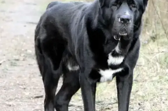 Собаки потеряшки, Санкт-Петербург, фото: Потеряшка чёрный алабай, Санкт-Петербург