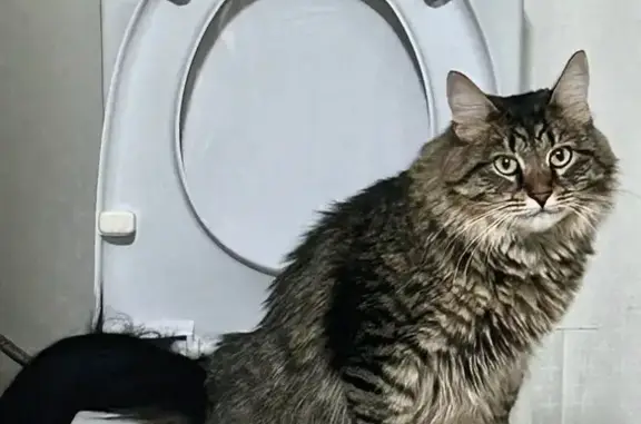 Кошки потеряшки, Волгоград, фото: Потеряшка кошка, ул. Строителей 11, Волгоград