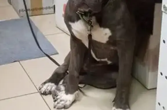 Собаки потеряшки, Краснодар, фото: Потеряшка собака на Малиновой, 475, Краснодар