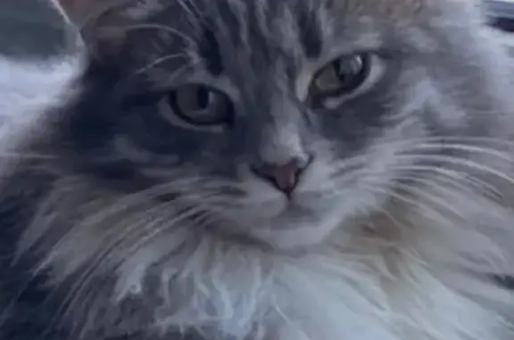 Кошки потеряшки, Пушкино, фото: Потеряшка кошка, Строительная ул., Пушкино