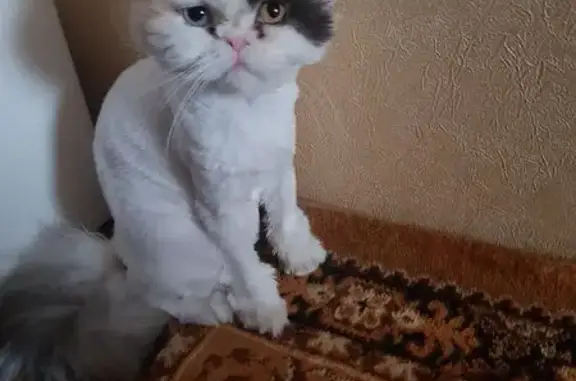 Потерянные животные Владивосток, фото: Пропала кошка, проспект 100-летия Владивостока