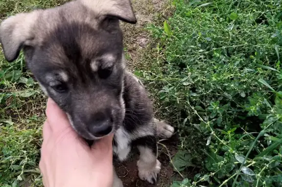 Собака найдена в 