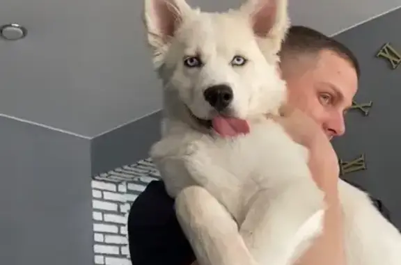 Собаки потеряшки, Усолье-Сибирское, фото: Потеряшка собака, ул. Пугачёва, 66, Усолье