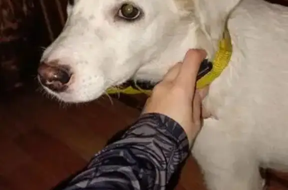 Найдена собака, Липецк, Липецкая обл.