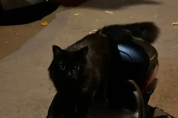 Черная кошка найдена: ул. Калараш, 7А