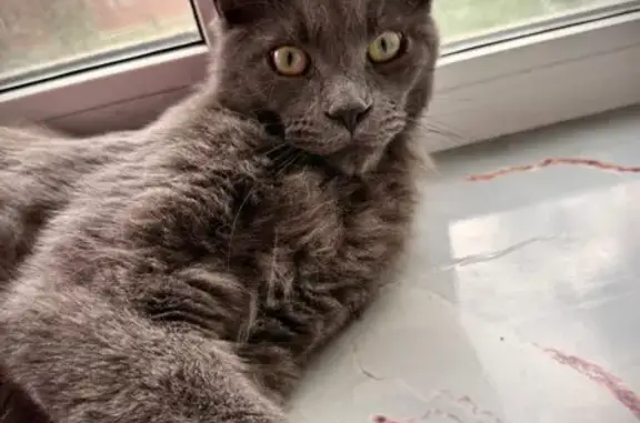 Пропала кошка, Мартовская ул. 3, Екб