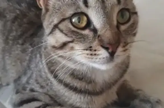 Кошки потеряшки, Набережные Челны, фото: Потеряшка кот Барсик, Набережные Челны 53/21В