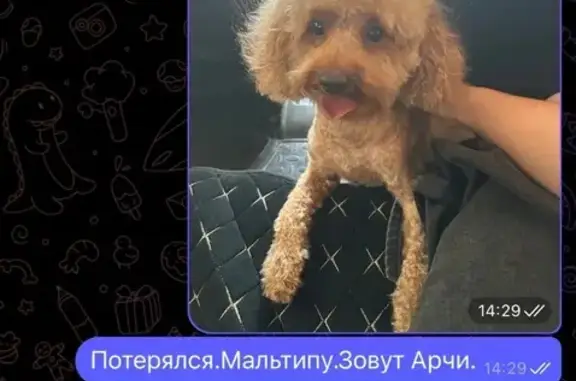 Собаки потеряшки, Краснодар, фото: Потеряшка собака на ул. 1-й Кузнечный, 31/1