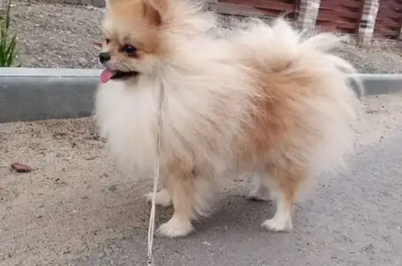 Собаки потеряшки, Саратов, фото: Потеряшка шпиц, Дачная ул. 3, Саратов