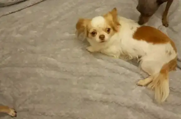 Найдена собака, Москва, фото: Собака найдена: Верхние Поля, Москва