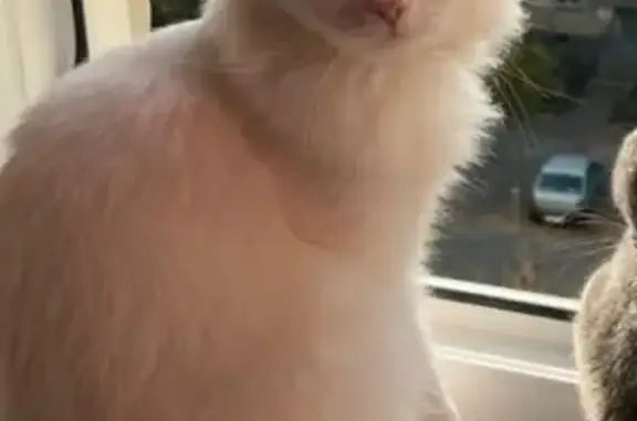 Кошки потеряшки, Челябинск, фото: Потеряшка кот, Аральская ул. 195, Челябинск