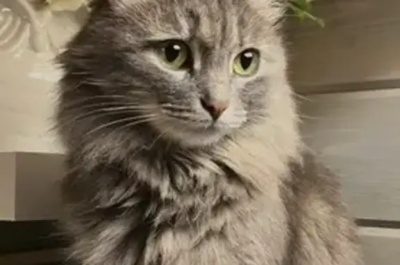 Кошки потеряшки, Пушкино, фото: Потеряшка кошка, Строительная ул., Пушкино