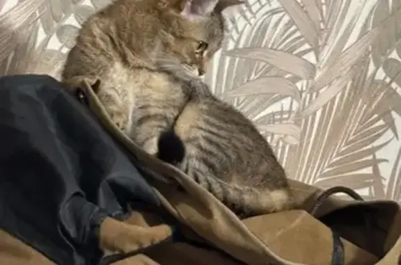 Пропала кошка, ул. Лесная, Тарминское