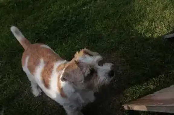 Найдена собака, Московская область, фото: Собака найдена в Усово, д. 63