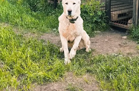 Пропала собака, Карачиха, Ярославль